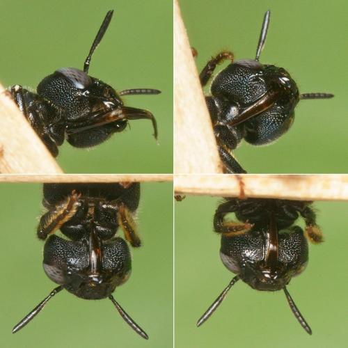 Réf. 267 617 : Ceratina chalcites